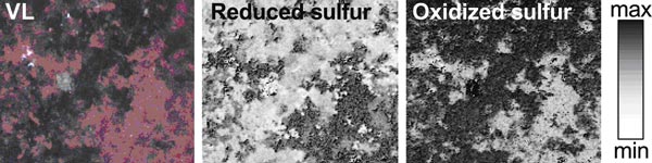Normalized images of the distribution of the reduced (intact) and oxidized (altered) sulfurs on the most degraded sample (8x7mm2). Copyright American Chemical Society.