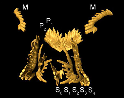 The feeding apparatus of conodont Novispathodus - click to launch the animation The feeding apparatus of conodont Novispathodus - click to launch the animation