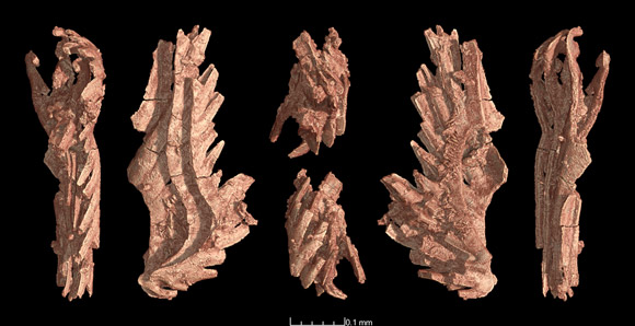 3D rendering of a cluster of four teeth of the Conodont.