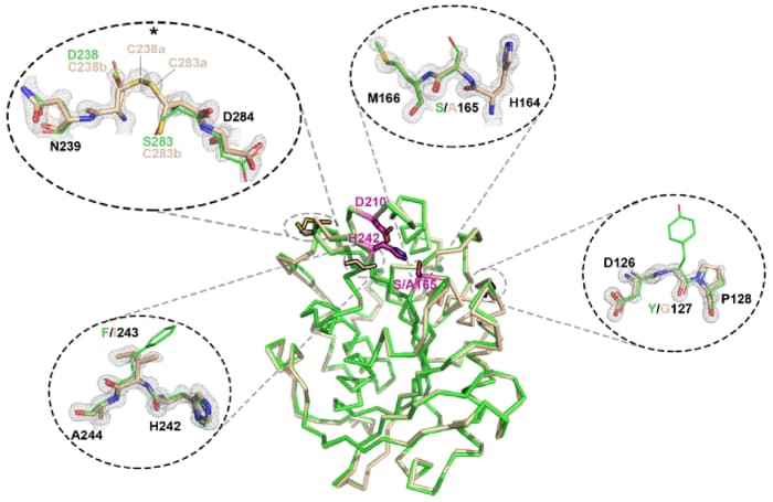 PET depolymerase (tan) is compared to the wild type (green).