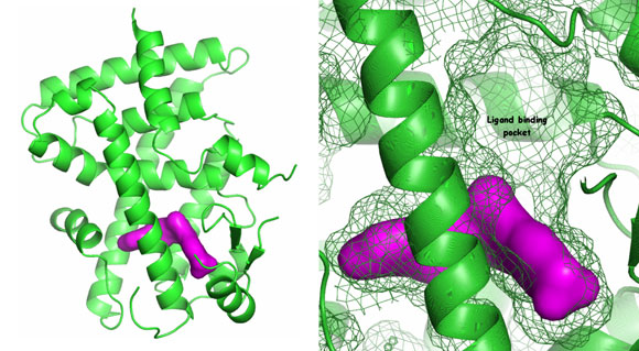 PPAR-fig1sm.jpg (The PPARδ ligand binding domain with agonist)