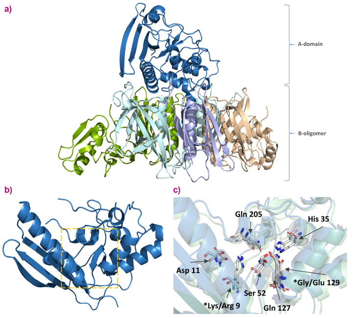 Comparison of PTx and gdPT X-ray crystal structures.