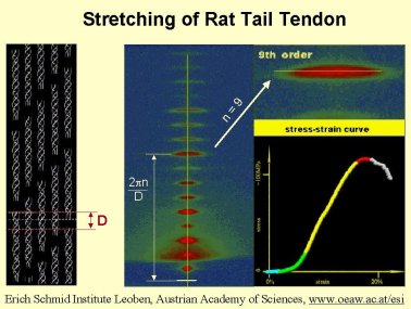 tendon.jpg (Tendon movie)