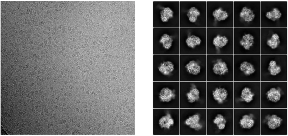 micrograph-2d-class-average.png
