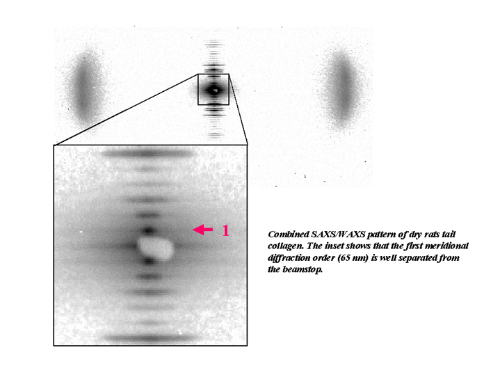 collagen_saxs