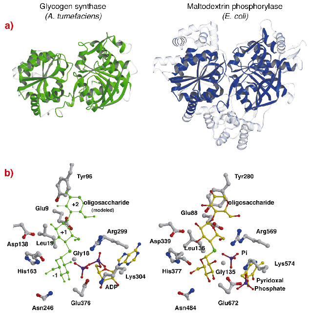The Crystal Structure Of Glycogen Synthase The Crystal Structure Of Glycogen Synthase