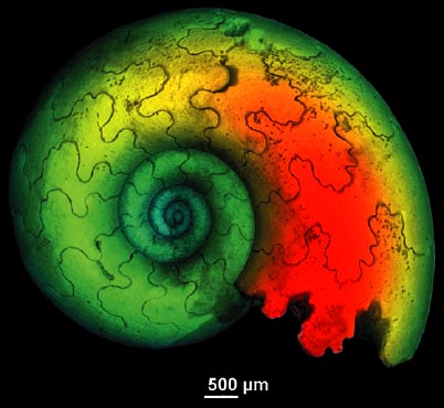 3D rendering of a Jurassic juvenile ammonite