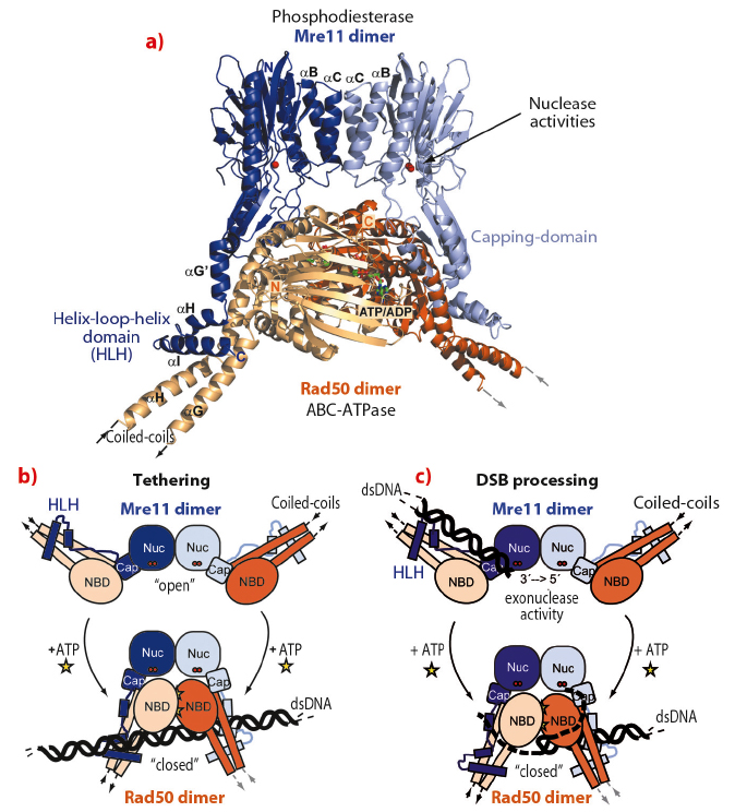 figure_100_HL2011.jpg