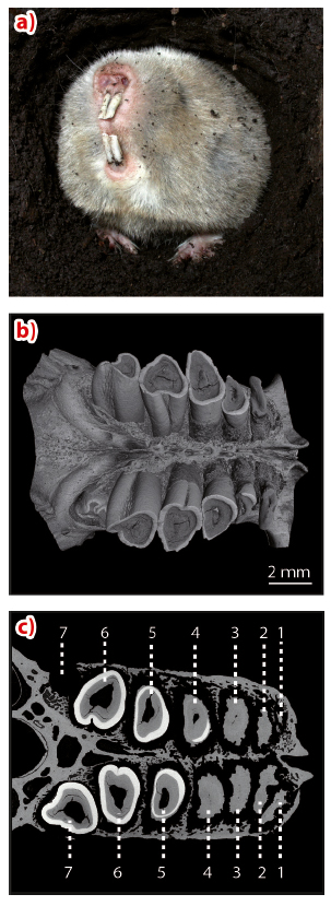 figure_130_HL2011.jpg