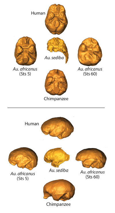 Australopithecus Afarensis Brain Size Australopithecus Afarensis Had ...