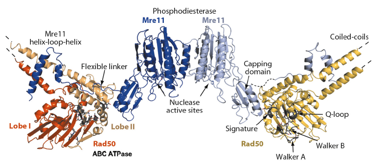 figure_99_HL2011.jpg