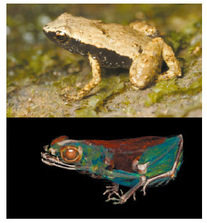 Gardiner’s frog