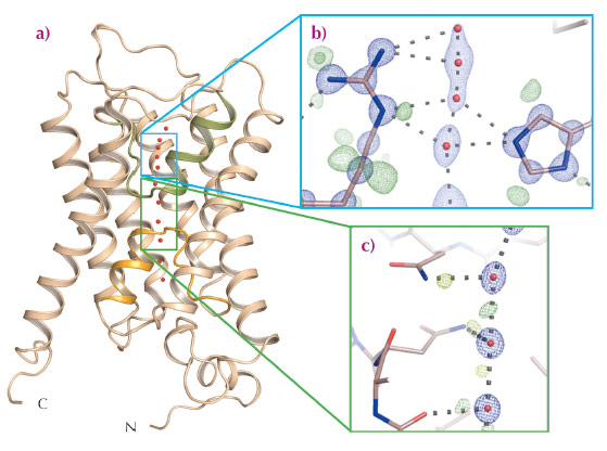 Sub-angstrom resolution crystal structure of an aquaporin isolated from yeast