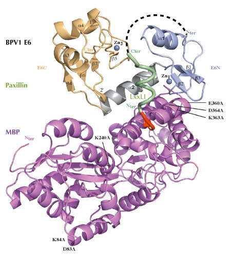Crystal structure of a triple fusion protein comprising a crystallisation-prone mutant of MBP, a LxxLL motif from paxillin, and wild-type bovine (BPV1) E6 oncoprotein