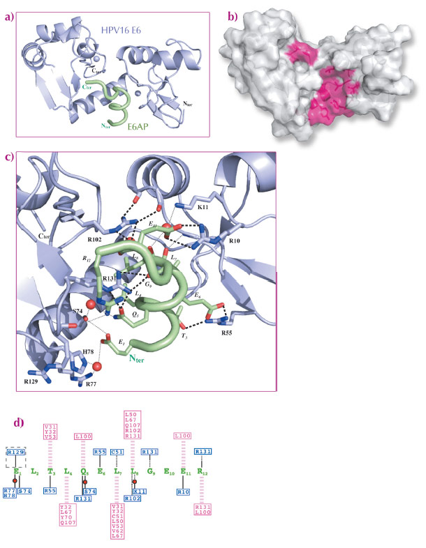 Crystal structure of a soluble mutant of HPV16 E6 in complex with LxxLL motif of E6AP