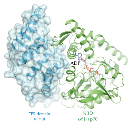 crystal structure of the Hip-Hsp70 core complex