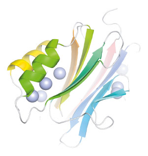FAM3 PANDER β-β-α-fold coloured from blue to red N to C terminus