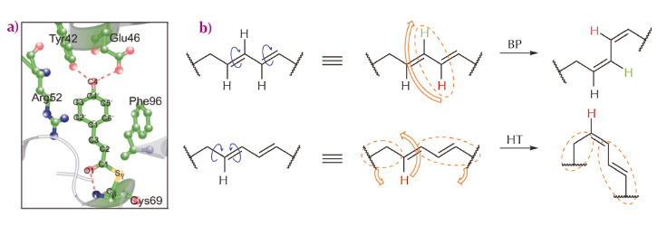 Isomerisation mechanisms and overview of PYP