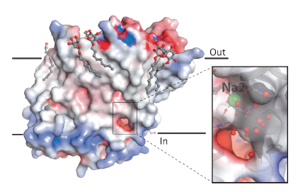 The MhsT inward-facing occluded structure