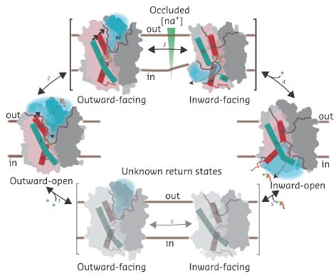 Transport mechanism of the NSS family. Na+ binding stabilises the outward-open state and allows the substrate to bind, triggering substrate site occlusion