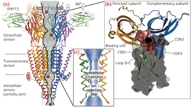 View parallel to the membrane plane of the crystal structure of the split 5-HT3A receptor in complex with VHH15