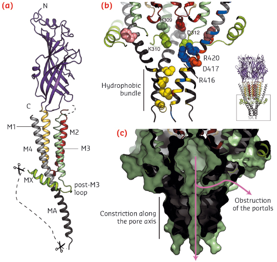 View of one subunit of the split 5-HT3A receptor