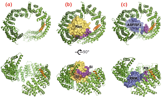 Overview of the crystal structures of unliganded Tnpo3