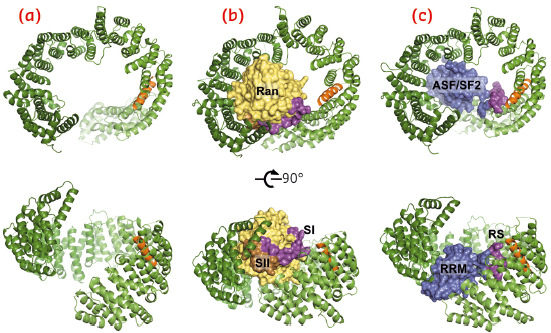 Overview of the crystal structures of unliganded Tnpo3 