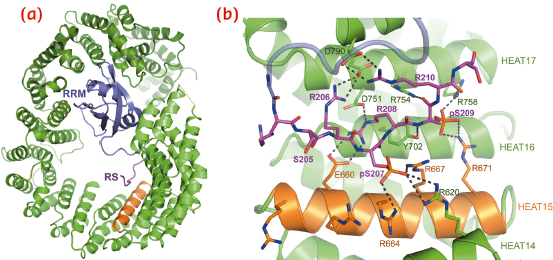 Details of the structure of Tnpo3-ASF/SF2