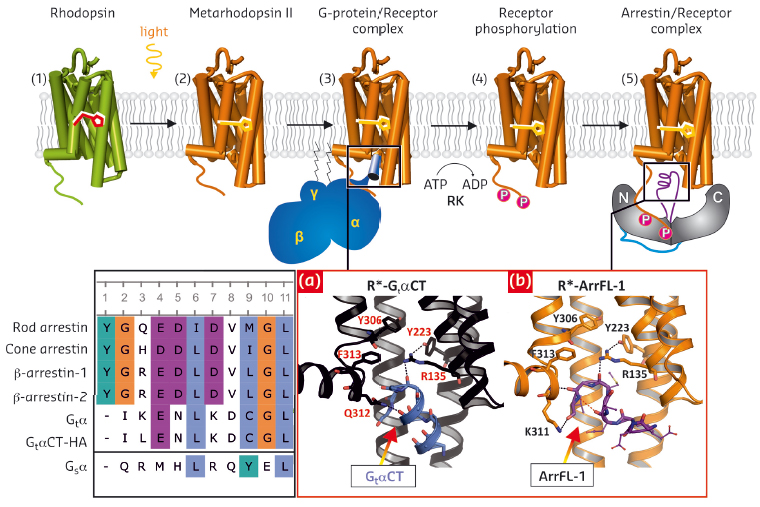 rhodopsin signal transduction and deactivation