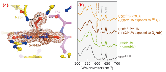 UOX: 5-PMUA complex