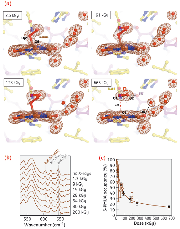 UOX:5-PMUA radiolysis