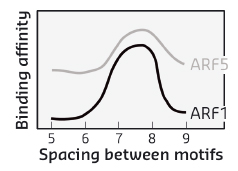 DNA binding by ARF1 and ARF5