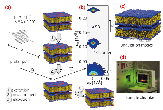 Schematic of the laser pump/X-ray probe experiment at beamline ID09B on the multilamellar lipid stack in the fluid phase