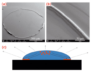 SEM micrographs of Aβ(25−35) ring-like residues