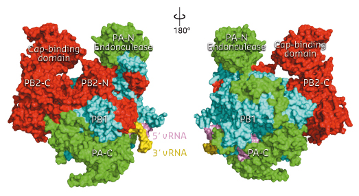 Front and back views of the complete influenza polymerase