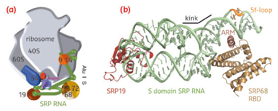 Co-translational protein targeting by the signal recognition particle
