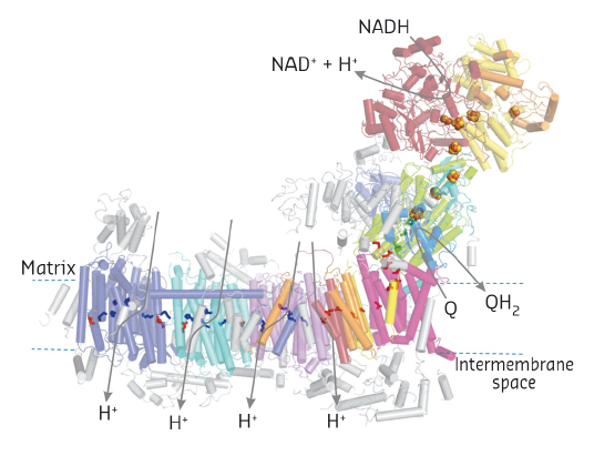 mitochondrial complex I