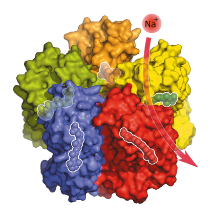 five KR2 molecules spontaneously form a star-shaped complex