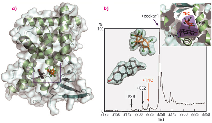 Trans-nonachlor (TNC), a pesticide, and 17α-ethinylestradiol (EE2), the active ingredient of the contraceptive pill