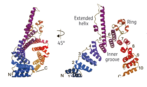 The TPR array structure 