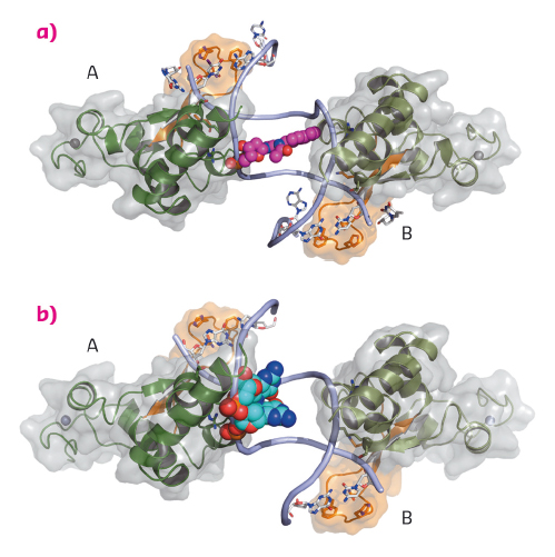 The DNA binding domain of Rad14 bound to DNA