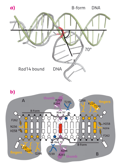 Rad14 kinks DNA