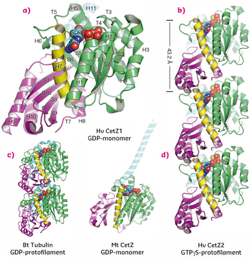 Crystal structures of CetZs