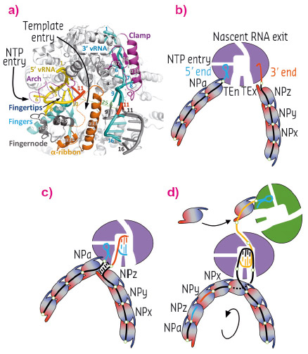 Representation of the LACV polymerase