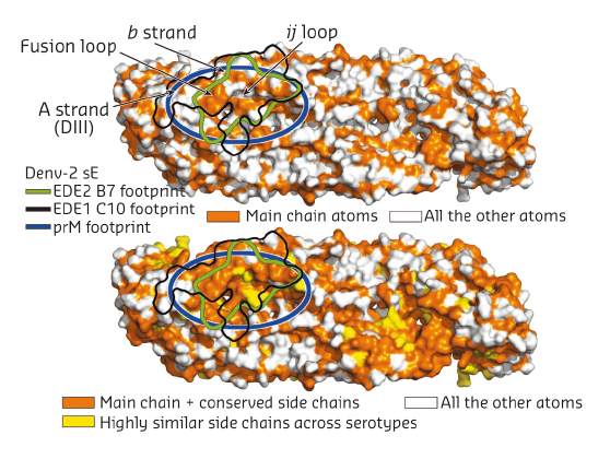 The bnAbs protein E dimer epitope. 