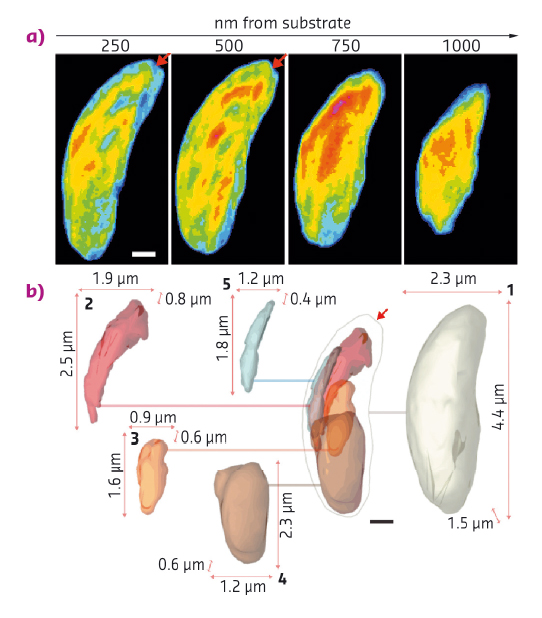 series of thin slices through the cell
