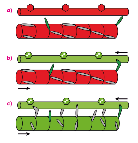 The dual filament model of muscle regulation