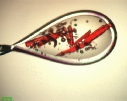 zebracrist_destroy_final.jpg (Zebracrist destroy final)