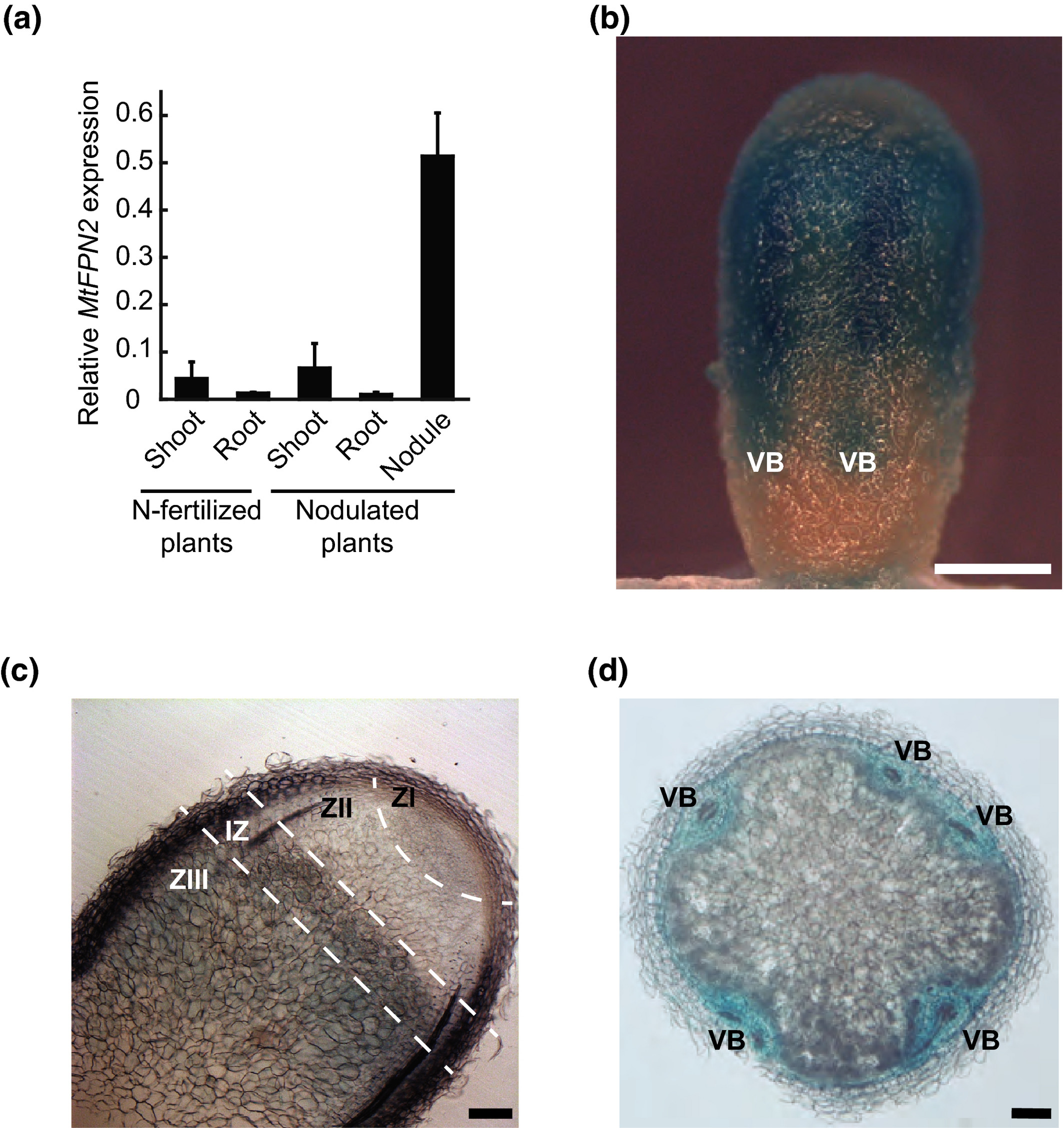 nph16642-fig-0001-m.jpg